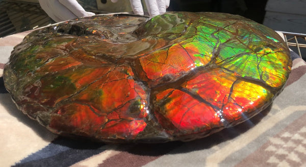 Make an offer or buy it now! AF-81  Ammonite Fossil - Placenticeras costatum　Ammolite **FREE SHIPPING***　