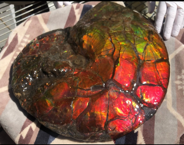 Make an offer or buy it now! AF-81  Ammonite Fossil - Placenticeras costatum　Ammolite **FREE SHIPPING***　