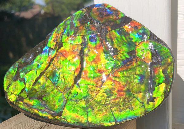 4.9" XXL Double-Sided Collector Stone Specimen- CS-199  ***FREE SHIPPING****アンモライト　コレクターストーン