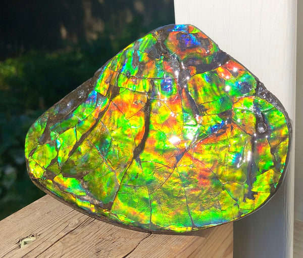 4.9" XXL Double-Sided Collector Stone Specimen- CS-199  ***FREE SHIPPING****アンモライト　コレクターストーン