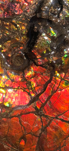 Make an offer or buy it now! AF-81  Ammonite Fossil - Placenticeras costatum　Ammolite **FREE SHIPPING***　