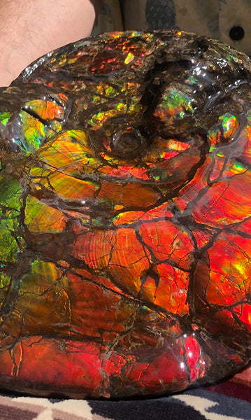 Make an offer or buy it now! AF-81  Ammonite Fossil - Placenticeras costatum　Ammolite **FREE SHIPPING***　