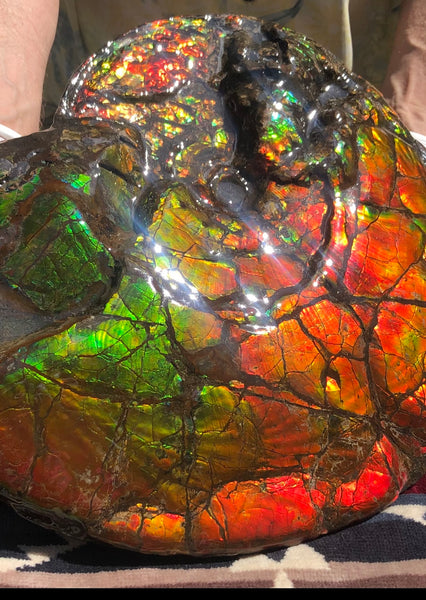 Make an offer or buy it now! AF-81  Ammonite Fossil - Placenticeras costatum　Ammolite **FREE SHIPPING***　
