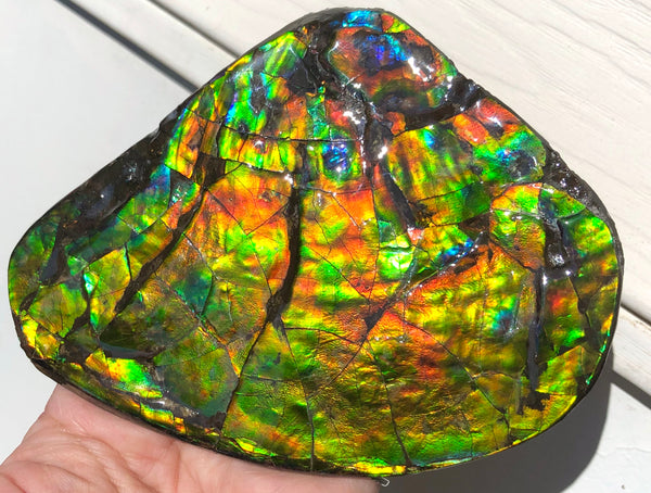 4.9" XXL Double-Sided Collector Stone Specimen- CS-199  ***FREE SHIPPING****アンモライト　コレクターストーン