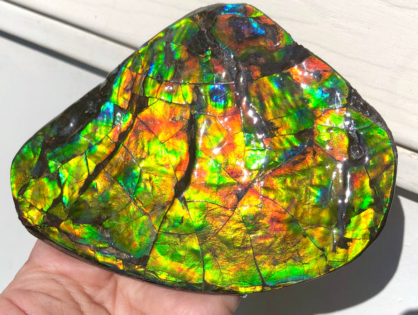 4.9" XXL Double-Sided Collector Stone Specimen- CS-199  ***FREE SHIPPING****アンモライト　コレクターストーン