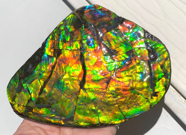 4.9" XXL Double-Sided Collector Stone Specimen- CS-199  ***FREE SHIPPING****アンモライト　コレクターストーン