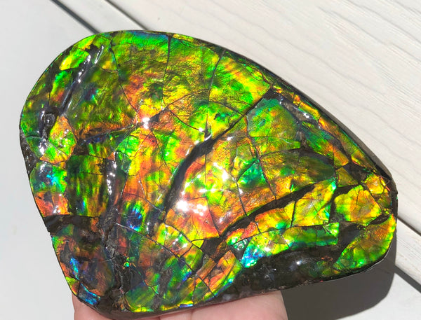 4.9" XXL Double-Sided Collector Stone Specimen- CS-199  ***FREE SHIPPING****アンモライト　コレクターストーン