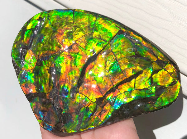 4.9" XXL Double-Sided Collector Stone Specimen- CS-199  ***FREE SHIPPING****アンモライト　コレクターストーン