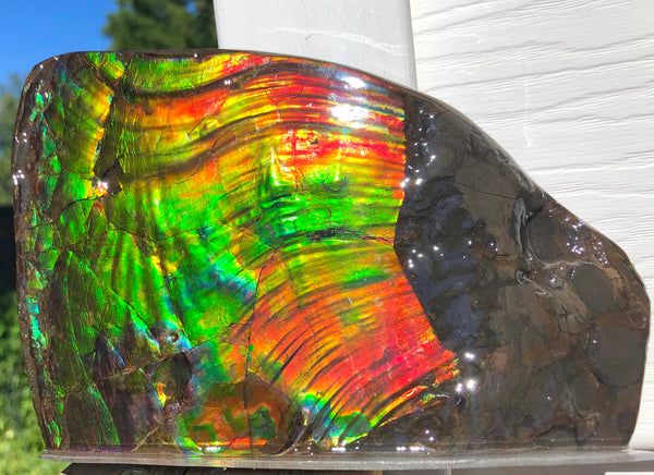 AAA DOUBLE-SIDED 196 x128mmx17m Collector Stone - CS-200  ***FREE SHIPPING****アンモライト　コレクターストーン