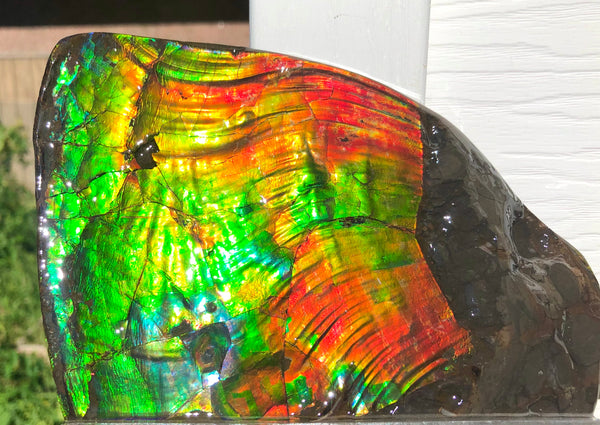 AAA DOUBLE-SIDED 196 x128mmx17m Collector Stone - CS-200  ***FREE SHIPPING****アンモライト　コレクターストーン