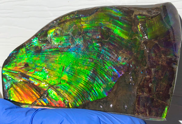 AAA DOUBLE-SIDED 196 x128mmx17m Collector Stone - CS-200  ***FREE SHIPPING****アンモライト　コレクターストーン