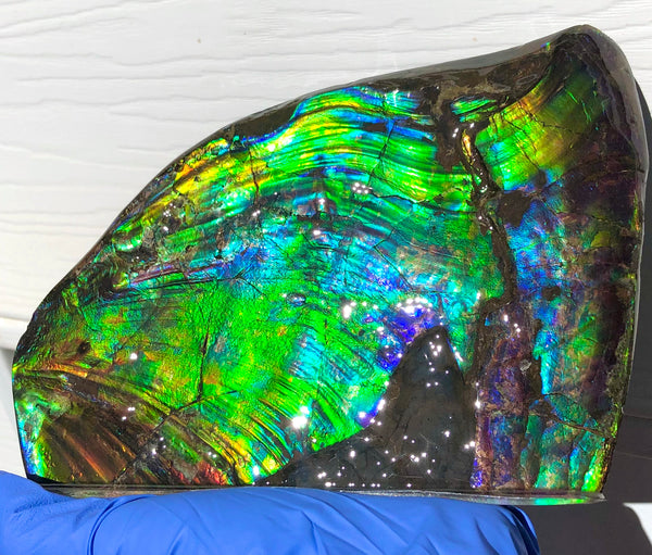 AAA DOUBLE-SIDED 196 x128mmx17m Collector Stone - CS-200  ***FREE SHIPPING****アンモライト　コレクターストーン