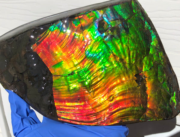 AAA DOUBLE-SIDED 196 x128mmx17m Collector Stone - CS-200  ***FREE SHIPPING****アンモライト　コレクターストーン