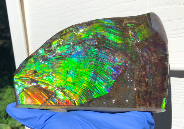 AAA DOUBLE-SIDED 196 x128mmx17m Collector Stone - CS-200  ***FREE SHIPPING****アンモライト　コレクターストーン