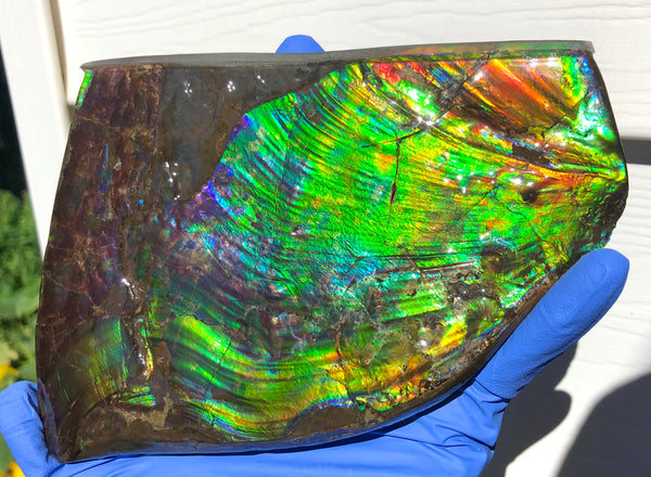 AAA DOUBLE-SIDED 196 x128mmx17m Collector Stone - CS-200  ***FREE SHIPPING****アンモライト　コレクターストーン