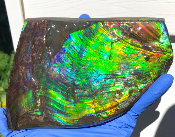 AAA DOUBLE-SIDED 196 x128mmx17m Collector Stone - CS-200  ***FREE SHIPPING****アンモライト　コレクターストーン