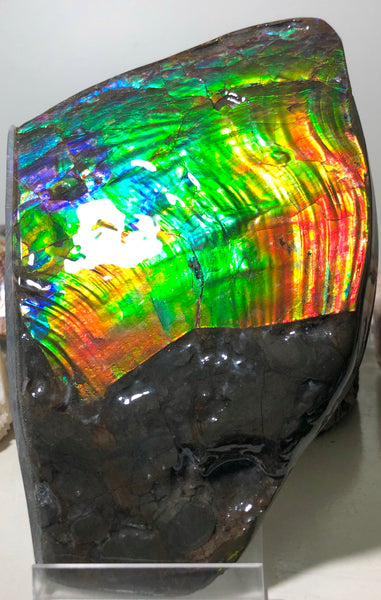 AAA DOUBLE-SIDED 196 x128mmx17m Collector Stone - CS-200  ***FREE SHIPPING****アンモライト　コレクターストーン