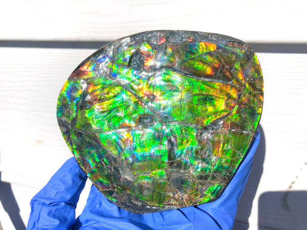 CS-211 High Grade Ammolite Natural POLISHED Double Sided Display Stone  Specimen 117mm 4.6" Gemstone Section Edge Keel Piece, Feng Shui, Ammonite, Fossil, Home Décor,FREE SHIPPING