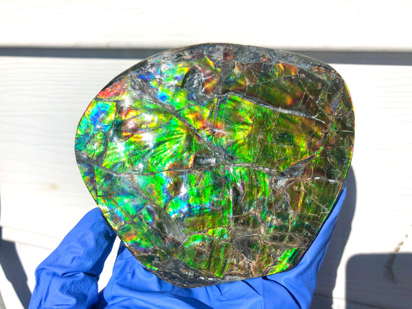 CS-211 High Grade Ammolite Natural POLISHED Double Sided Display Stone  Specimen 117mm 4.6" Gemstone Section Edge Keel Piece, Feng Shui, Ammonite, Fossil, Home Décor,FREE SHIPPING