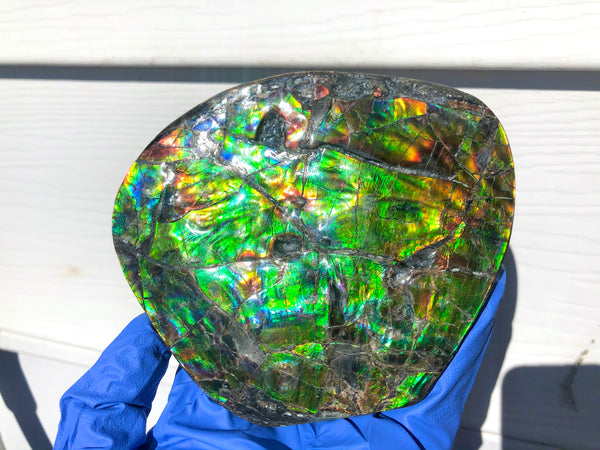 CS-211 High Grade Ammolite Natural POLISHED Double Sided Display Stone  Specimen 117mm 4.6" Gemstone Section Edge Keel Piece, Feng Shui, Ammonite, Fossil, Home Décor,FREE SHIPPING