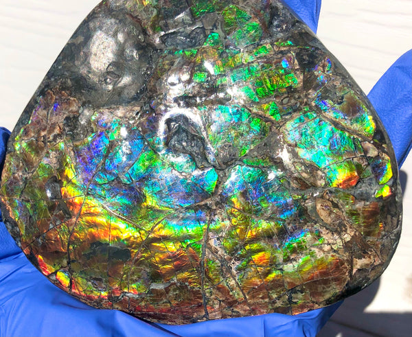 CS-211 High Grade Ammolite Natural POLISHED Double Sided Display Stone  Specimen 117mm 4.6" Gemstone Section Edge Keel Piece, Feng Shui, Ammonite, Fossil, Home Décor,FREE SHIPPING