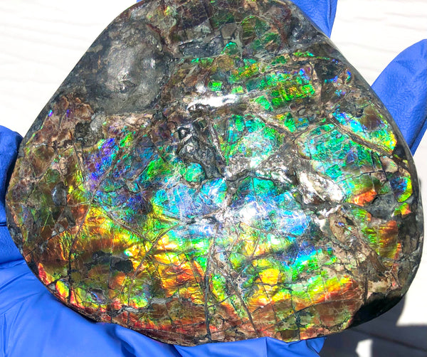 CS-211 High Grade Ammolite Natural POLISHED Double Sided Display Stone  Specimen 117mm 4.6" Gemstone Section Edge Keel Piece, Feng Shui, Ammonite, Fossil, Home Décor,FREE SHIPPING