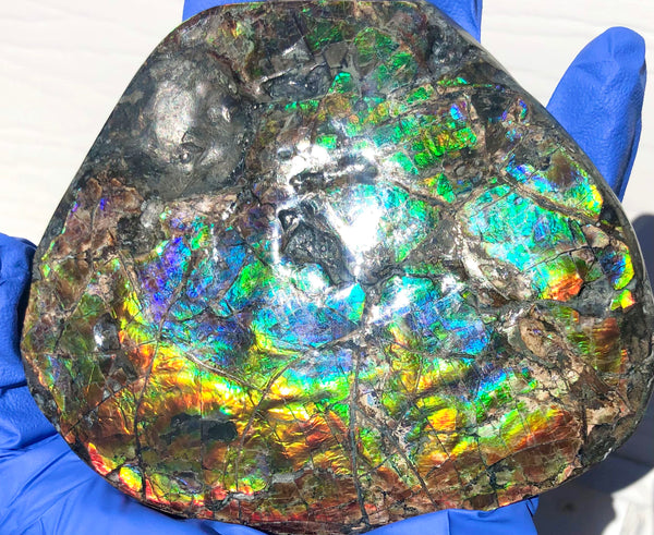 CS-211 High Grade Ammolite Natural POLISHED Double Sided Display Stone  Specimen 117mm 4.6" Gemstone Section Edge Keel Piece, Feng Shui, Ammonite, Fossil, Home Décor,FREE SHIPPING