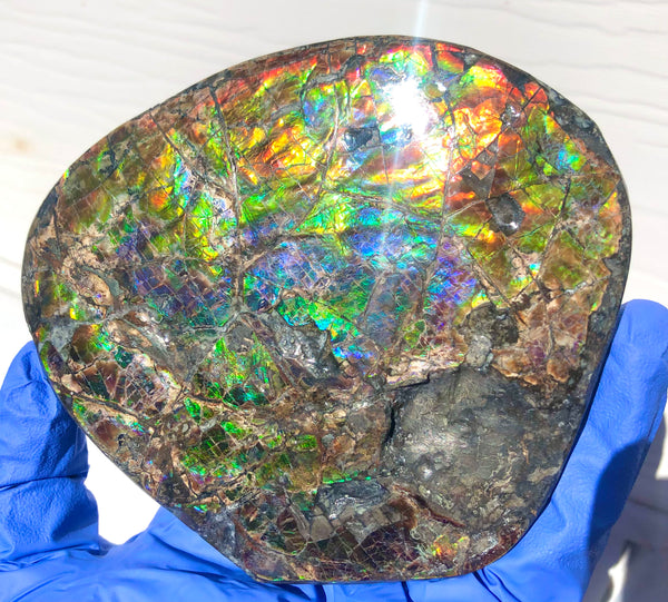 CS-211 High Grade Ammolite Natural POLISHED Double Sided Display Stone  Specimen 117mm 4.6" Gemstone Section Edge Keel Piece, Feng Shui, Ammonite, Fossil, Home Décor,FREE SHIPPING