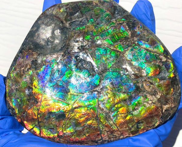 CS-211 High Grade Ammolite Natural POLISHED Double Sided Display Stone  Specimen 117mm 4.6" Gemstone Section Edge Keel Piece, Feng Shui, Ammonite, Fossil, Home Décor,FREE SHIPPING