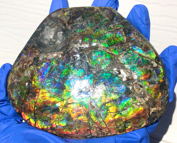CS-211 High Grade Ammolite Natural POLISHED Double Sided Display Stone  Specimen 117mm 4.6" Gemstone Section Edge Keel Piece, Feng Shui, Ammonite, Fossil, Home Décor,FREE SHIPPING