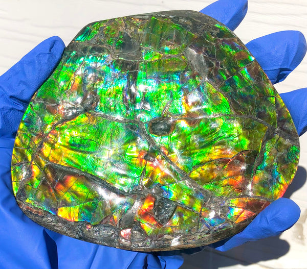 CS-211 High Grade Ammolite Natural POLISHED Double Sided Display Stone  Specimen 117mm 4.6" Gemstone Section Edge Keel Piece, Feng Shui, Ammonite, Fossil, Home Décor,FREE SHIPPING