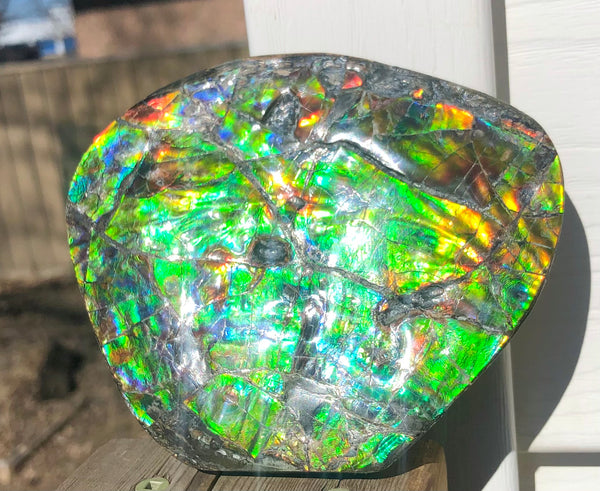 CS-211 High Grade Ammolite Natural POLISHED Double Sided Display Stone  Specimen 117mm 4.6" Gemstone Section Edge Keel Piece, Feng Shui, Ammonite, Fossil, Home Décor,FREE SHIPPING