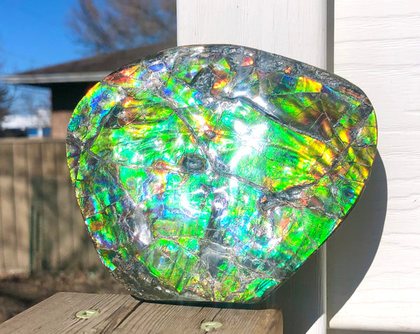 CS-211 High Grade Ammolite Natural POLISHED Double Sided Display Stone  Specimen 117mm 4.6" Gemstone Section Edge Keel Piece, Feng Shui, Ammonite, Fossil, Home Décor,FREE SHIPPING