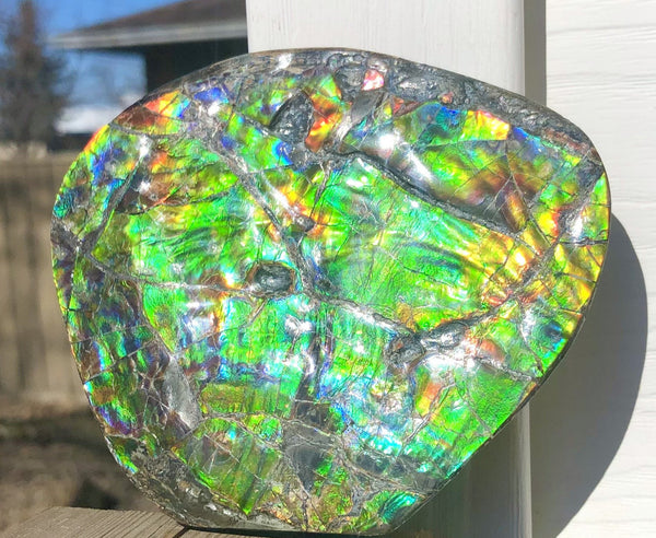 CS-211 High Grade Ammolite Natural POLISHED Double Sided Display Stone  Specimen 117mm 4.6" Gemstone Section Edge Keel Piece, Feng Shui, Ammonite, Fossil, Home Décor,FREE SHIPPING