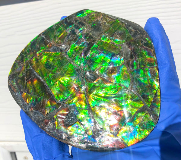 CS-211 High Grade Ammolite Natural POLISHED Double Sided Display Stone  Specimen 117mm 4.6" Gemstone Section Edge Keel Piece, Feng Shui, Ammonite, Fossil, Home Décor,FREE SHIPPING