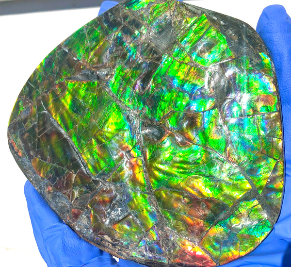 CS-211 High Grade Ammolite Natural POLISHED Double Sided Display Stone  Specimen 117mm 4.6" Gemstone Section Edge Keel Piece, Feng Shui, Ammonite, Fossil, Home Décor,FREE SHIPPING