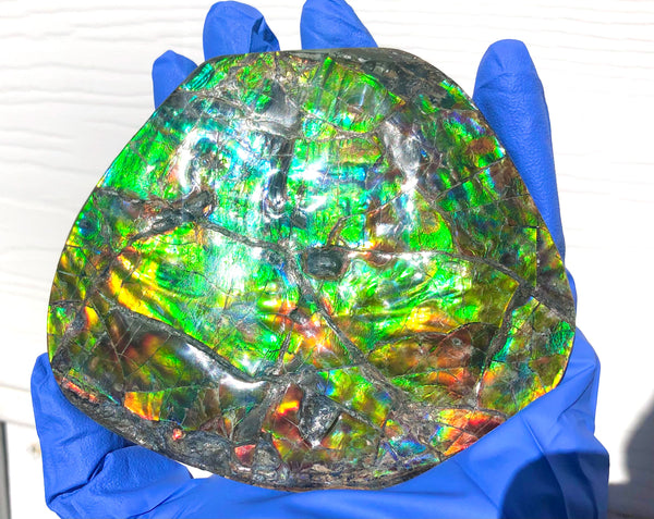 CS-211 High Grade Ammolite Natural POLISHED Double Sided Display Stone  Specimen 117mm 4.6" Gemstone Section Edge Keel Piece, Feng Shui, Ammonite, Fossil, Home Décor,FREE SHIPPING