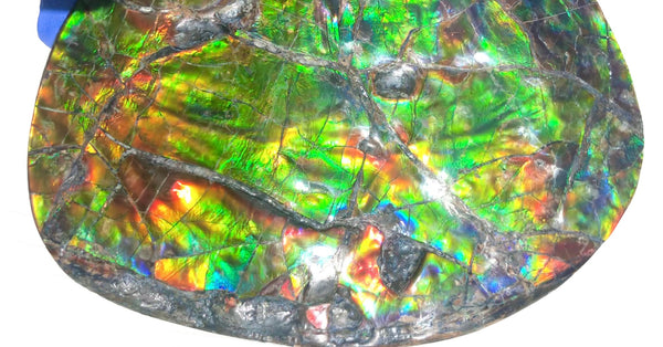 CS-211 High Grade Ammolite Natural POLISHED Double Sided Display Stone  Specimen 117mm 4.6" Gemstone Section Edge Keel Piece, Feng Shui, Ammonite, Fossil, Home Décor,FREE SHIPPING