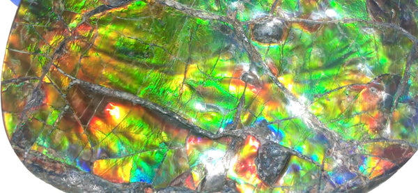 CS-211 High Grade Ammolite Natural POLISHED Double Sided Display Stone  Specimen 117mm 4.6" Gemstone Section Edge Keel Piece, Feng Shui, Ammonite, Fossil, Home Décor,FREE SHIPPING