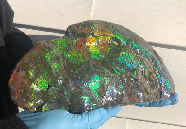 14.5" Double-Sided Ammolite Display Stone  Huge Fossil Placenticeras ,Section Piece 368mm  Collector Stone Home Décor  - CS-223***アンモライト 超大型両面　コレクターストーン FREE SHIPPING