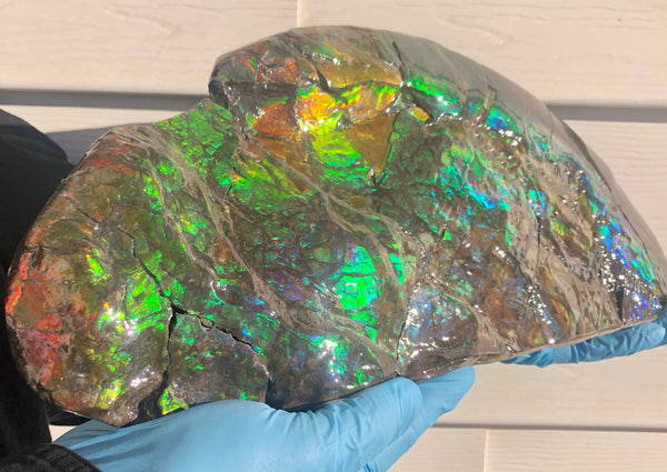14.5" Double-Sided Ammolite Display Stone  Huge Fossil Placenticeras ,Section Piece 368mm  Collector Stone Home Décor  - CS-223***アンモライト 超大型両面　コレクターストーン FREE SHIPPING