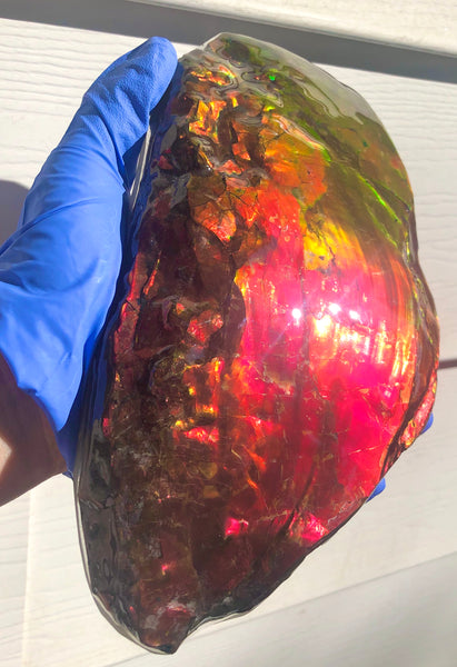 HUGE Collector Stone Specimen - CS-201  ***FREE SHIPPING****アンモライト　コレクターストーン