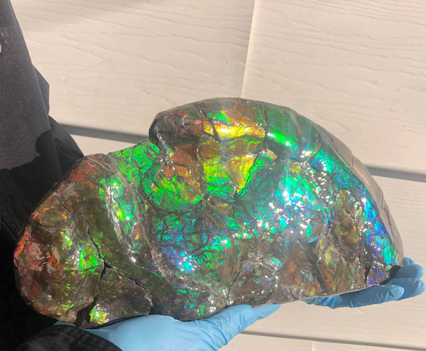 14.5" Double-Sided Ammolite Display Stone  Huge Fossil Placenticeras ,Section Piece 368mm  Collector Stone Home Décor  - CS-223***アンモライト 超大型両面　コレクターストーン FREE SHIPPING