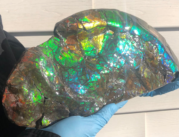 14.5" Double-Sided Ammolite Display Stone  Huge Fossil Placenticeras ,Section Piece 368mm  Collector Stone Home Décor  - CS-223***アンモライト 超大型両面　コレクターストーン FREE SHIPPING