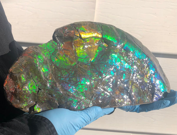14.5" Double-Sided Ammolite Display Stone  Huge Fossil Placenticeras ,Section Piece 368mm  Collector Stone Home Décor  - CS-223***アンモライト 超大型両面　コレクターストーン FREE SHIPPING