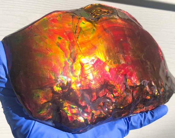 HUGE Collector Stone Specimen - CS-201  ***FREE SHIPPING****アンモライト　コレクターストーン