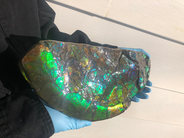 14.5" Double-Sided Ammolite Display Stone  Huge Fossil Placenticeras ,Section Piece 368mm  Collector Stone Home Décor  - CS-223***アンモライト 超大型両面　コレクターストーン FREE SHIPPING