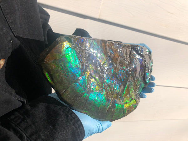14.5" Double-Sided Ammolite Display Stone  Huge Fossil Placenticeras ,Section Piece 368mm  Collector Stone Home Décor  - CS-223***アンモライト 超大型両面　コレクターストーン FREE SHIPPING