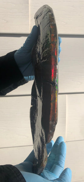 14.5" Double-Sided Ammolite Display Stone  Huge Fossil Placenticeras ,Section Piece 368mm  Collector Stone Home Décor  - CS-223***アンモライト 超大型両面　コレクターストーン FREE SHIPPING