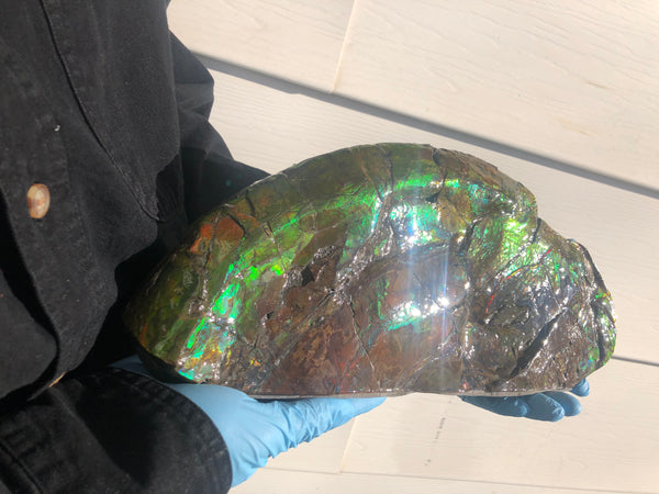 14.5" Double-Sided Ammolite Display Stone  Huge Fossil Placenticeras ,Section Piece 368mm  Collector Stone Home Décor  - CS-223***アンモライト 超大型両面　コレクターストーン FREE SHIPPING
